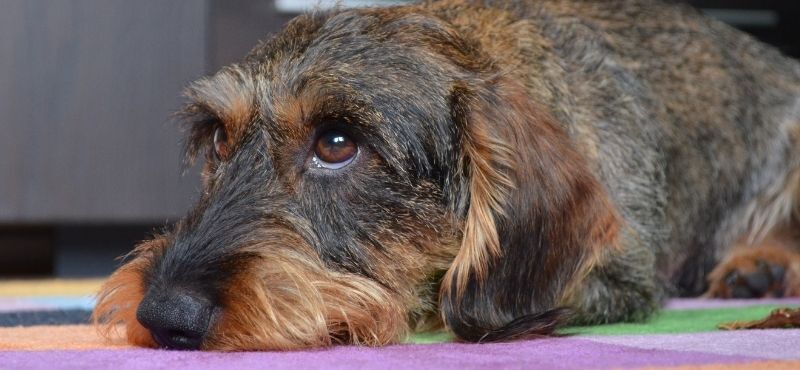 Nombres Para PERROS SALCHICHAS Los MEJORES Del 2024