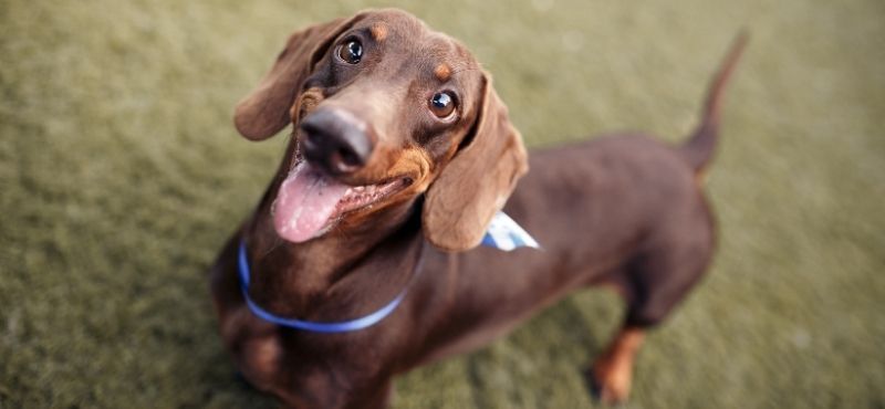 Nombres para Perros Salchichas: El Toque Divertido para Tu Dachshund