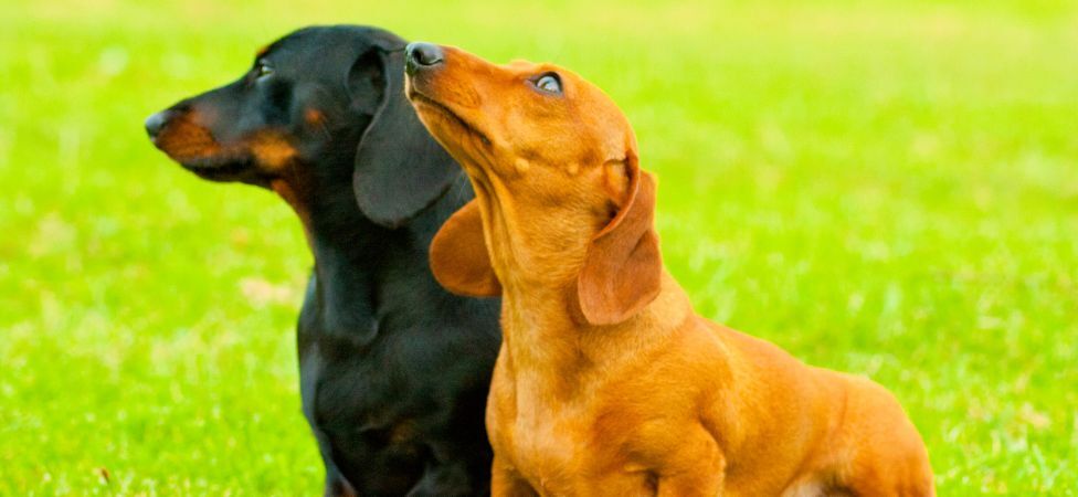 Conoce por qué los perros salchichas son alargados 【Guía 2023】✔️